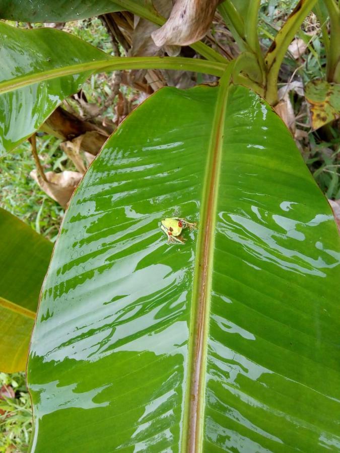 Hotel Rio Celeste Finca L' Etoile Celeste El Achiote Bagian luar foto